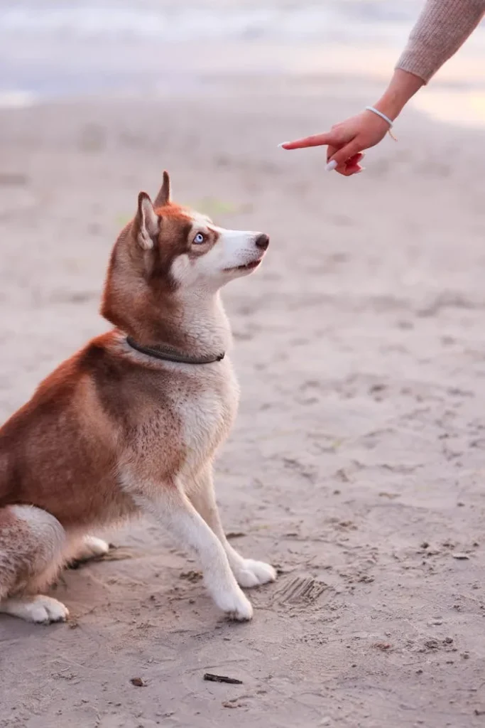 huskie-de-siberie un Husky de sibérie en train d’obeir à un geste de dressage